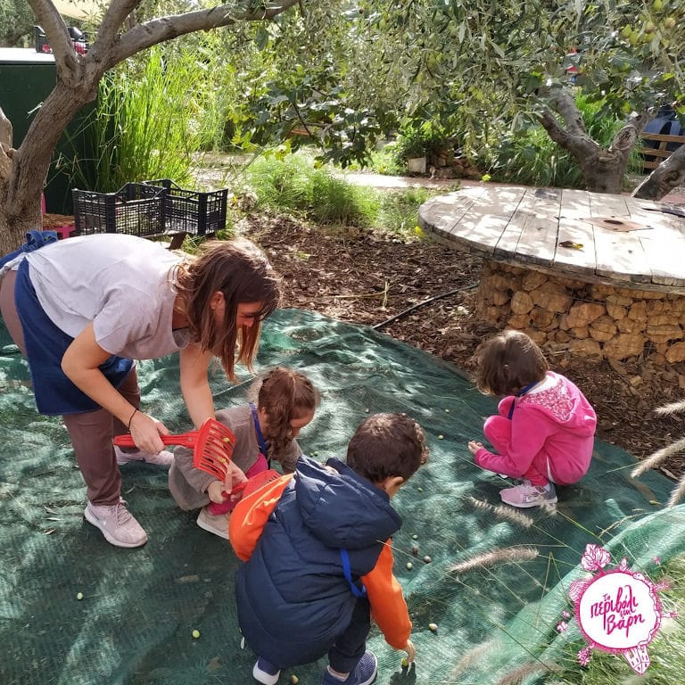 a girl with little childs picking olives from the raffia that is lying at the base of the olive tree at 'The Orchard in Vari' crops